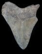 Fossil Megalodon Tooth - Georgia #36917-2